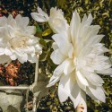 Dahlia artificiel blanc