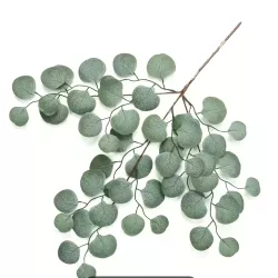 Branche d'eucalyptus