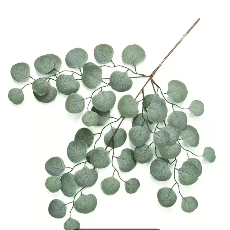 Branche d'eucalyptus