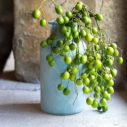 Bouteille bleue poudrée